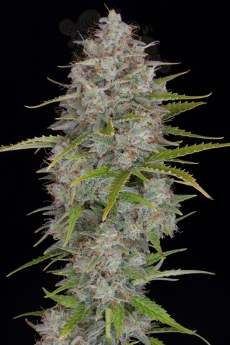 FastBuds - Orange Sherbet Auto