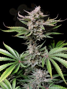 FastBuds - Cherry Cola Auto