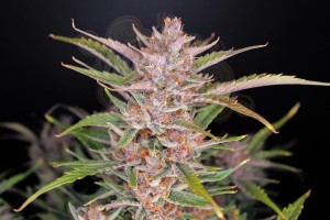 FastBuds - Gorilla Punch Auto