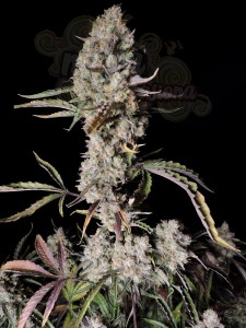 FastBuds - Gorilla Zkittlez Auto