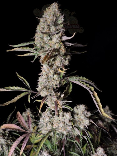 FastBuds - Gorilla Zkittlez Auto