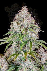 FastBuds - Cinderella Auto