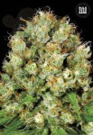 BULK SEED BANK - Sour Diesel