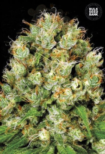 BULK SEED BANK - Sour Diesel