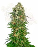 SENSI SEEDS - Shiva Skunk Automatic