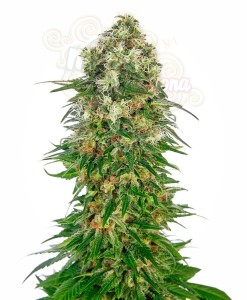 SENSI SEEDS - Shiva Skunk Automatic