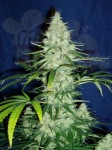 KC BRAINS - Sweet Dreams
