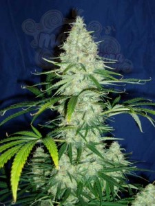 KC BRAINS - Sweet Dreams