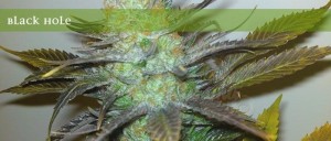 ELITE SEEDS - Black Hole