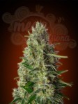 ADVANCED SEEDS - Kali 47