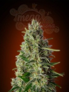 ADVANCED SEEDS - Kali 47