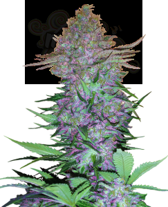 Sensi Seeds - Purple Skunk Auto
