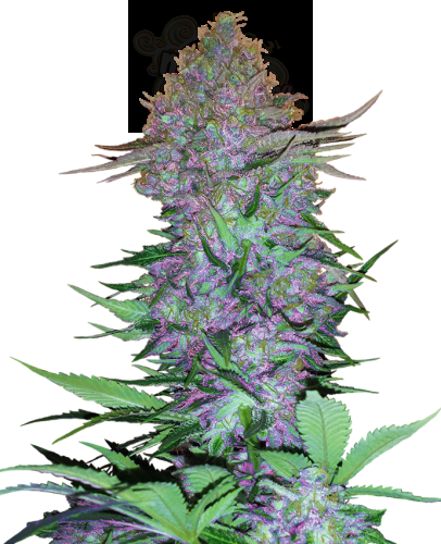 Sensi Seeds - Purple Skunk Auto