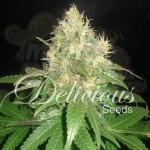 DELICOUS SEEDS - Northern Light Blue