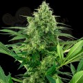 Sensi Seeds - Banana Frosting