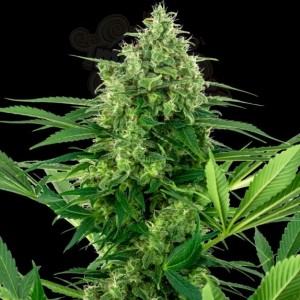 Sensi Seeds - Banana Frosting
