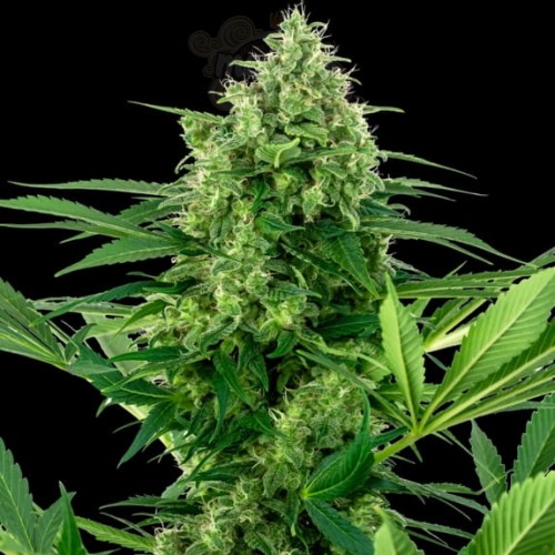 Sensi Seeds - Banana Frosting