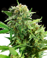 Sensi Seeds - Blackberry Cake