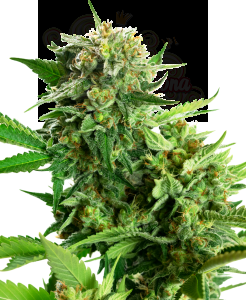 Sensi Seeds - Blackberry Cake