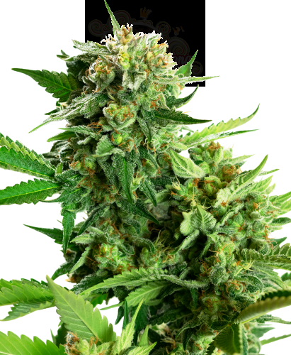 Sensi Seeds - Blackberry Cake