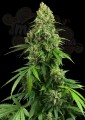 Sensi Seeds - Honey Melon Kush Auto