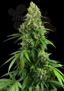 Sensi Seeds - Honey Melon Kush Auto