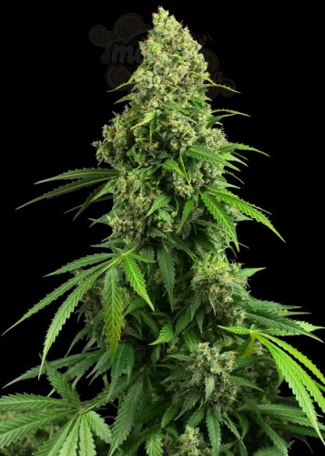 Sensi Seeds - Honey Melon Kush Auto