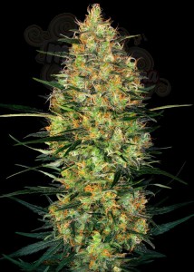 Sensi Seeds - Caramellow Kush Auto