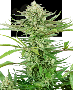 Sensi Seeds - Cashew Kush