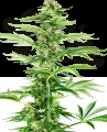 Sensi Seeds - Honey Melon Haze