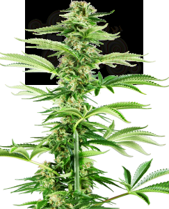 Sensi Seeds - Honey Melon Haze