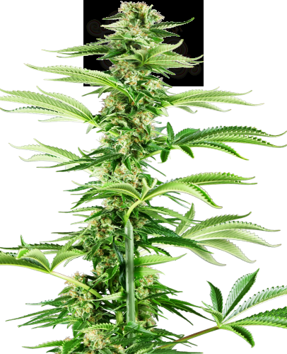 Sensi Seeds - Honey Melon Haze