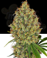 Sensi Seeds - Aloha OG
