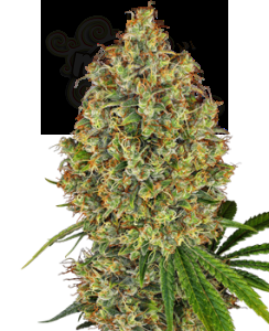 Sensi Seeds - Aloha OG