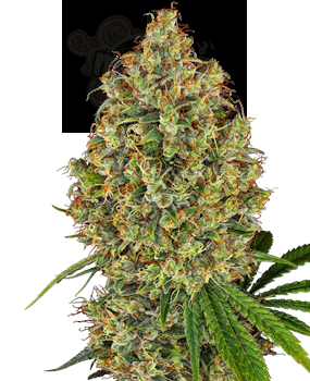 Sensi Seeds - Aloha OG