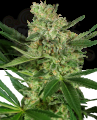 Sensi Seeds - Pumpkin Spice