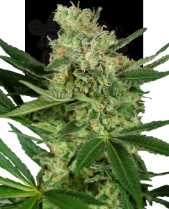 Sensi Seeds - Pumpkin Spice