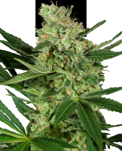Sensi Seeds - Pumpkin Spice