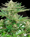 Sensi Seeds - Malibu OG Gold