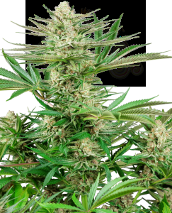 Sensi Seeds - Malibu OG Gold