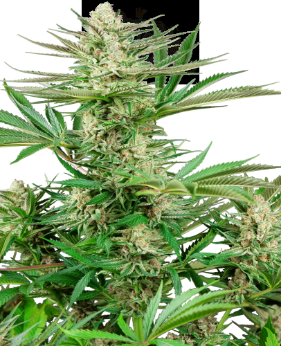 Sensi Seeds - Malibu OG Gold