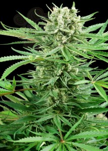 Sensi Seeds - Papi Chulo OG