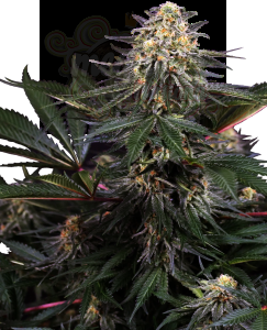 Sensi Seeds - Lockdown Kush