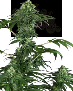 Sensi Seeds - 420 Punch