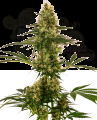 Sensi Seeds - Blue Bullet Auto