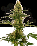 Sensi Seeds - Blue Bullet Auto