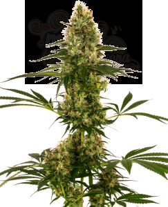 Sensi Seeds - Blue Bullet Auto