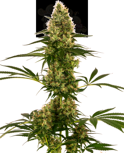 Sensi Seeds - Blue Bullet Auto