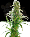 Sensi Seeds - Michka