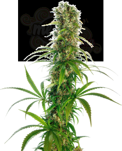 Sensi Seeds - Michka